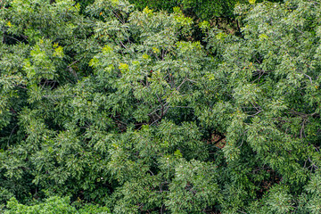 mango leaves outdoors in Rio de Janeiro.