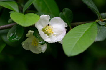 Close up many delicate white blossoms of white Chaenomeles japonica shrub