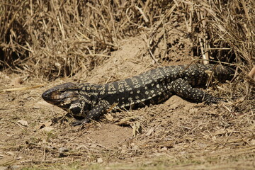 Lagarto overo asoleandose 