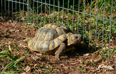 Turtle, tartaruga, tartaruga di terra