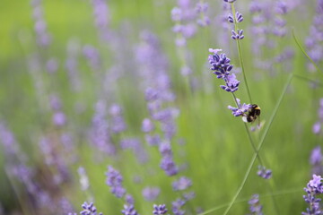 Hummel auf lavendel