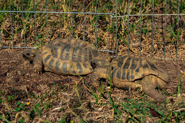 Two turtles in a field