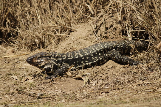 Lagarto overo asoleandose 