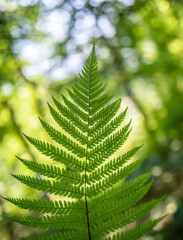 fern leaves in forest in sunshine.