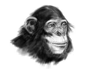 Szympans portret, ilustracja, szkic, rysunek, sztuka cyfrowa - obrazy, fototapety, plakaty