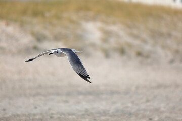 Seagull flying over the sea