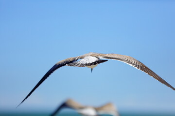 Seagull flying over the sea