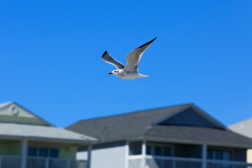 Seagull flying over the sea