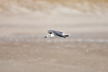 Seagull flying over the sea