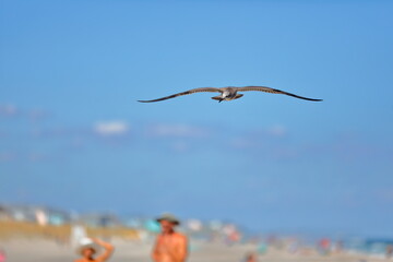 Seagull flying over the sea