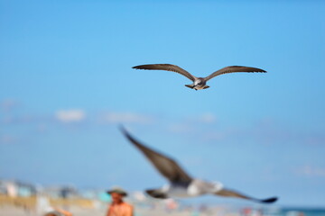 Seagull flying over the sea