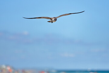 Seagull flying over the sea