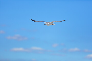 Seagull flying over the sea