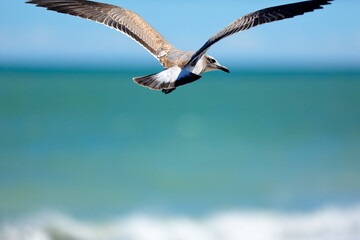 Seagull flying over the sea