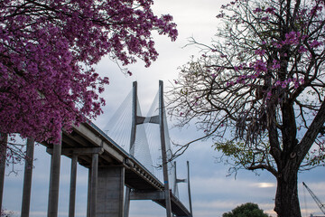 Vista del Puente Rosario-Victoria entre árboles de jacarandá en flor, en la ciudad de Rosario