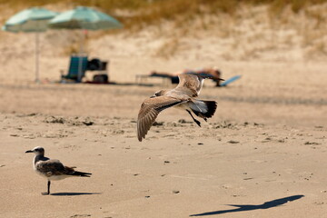 Seagull flying over the sea