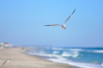 Seagull flying over the sea