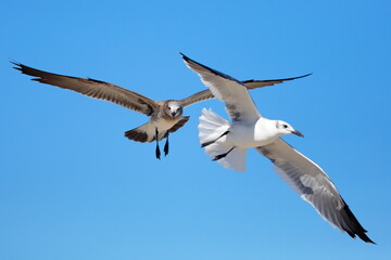 Seagull flying over the sea