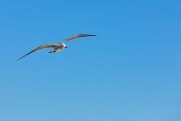 Seagull flying over the sea