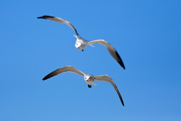Seagull flying over the sea