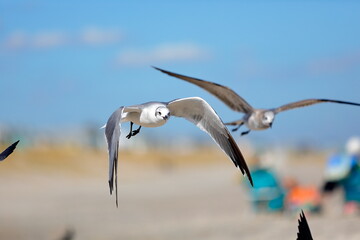 Seagull flying over the sea
