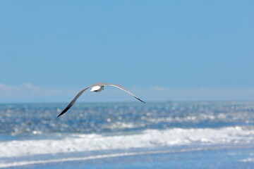 Seagull flying over the sea