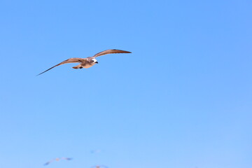Seagull flying over the sea