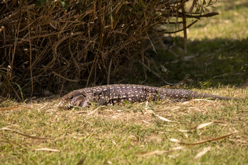 Lagarto overo asoleandose 