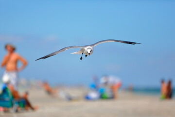 Seagull flying over the sea