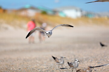 Seagull flying over the sea