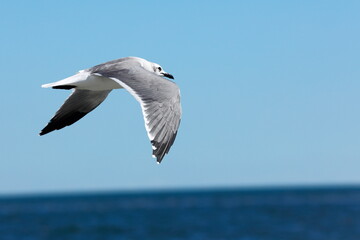 Seagull flying over the sea