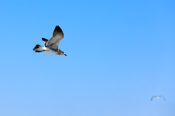 Seagull flying over the sea