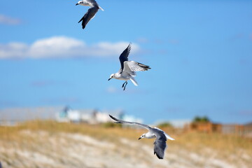 Seagull flying over the sea