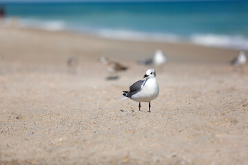 Seagull flying over the sea