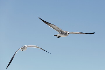 Seagull flying over the sea