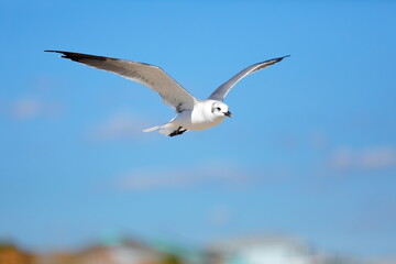 Seagull flying over the sea