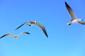 Seagull flying over the sea