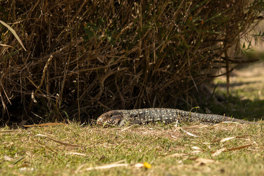 Lagarto overo asoleandose 