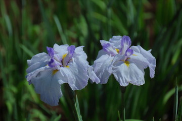 凛として優雅に咲く