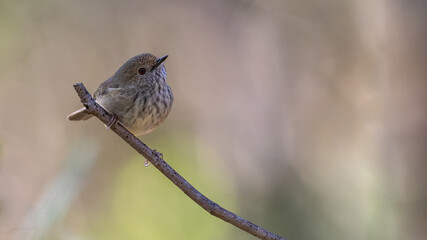 Brown thornbill (Acanthiza pusilla) in the forest. Cute Australian bird portrait.