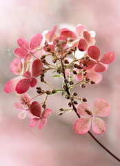 Kwiaty Hortensji bukietowej