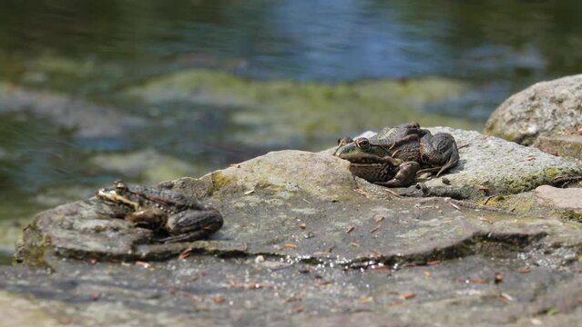 Two frogs jump off the stone.