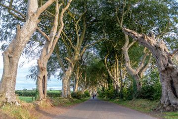 Obraz premium The Dark Hedges tree tunnel in Ballymoney, Northern Ireland