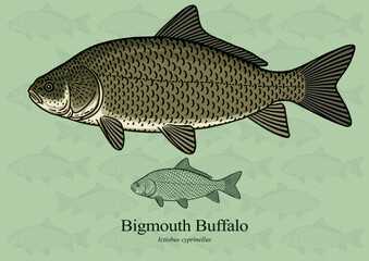 Bigmouth Buffalo. Vector illustration with refined details and optimized stroke that allows the image to be used in small sizes (in packaging design, decoration, educational graphics, etc.)