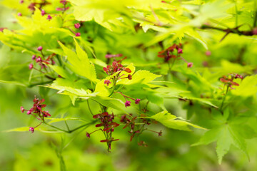 Japanese maple flowers. After the flowers bloom in spring, they attach propeller-shaped samara, and then they soar in the wind and fall to the ground to sprout.