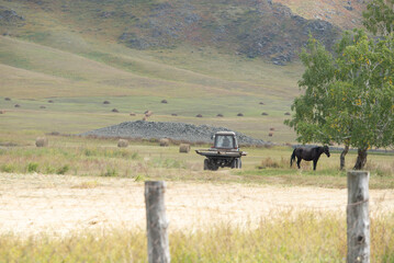 A horse next to a passing tractor on a farm.