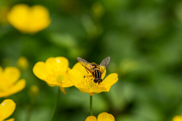 close up of a fly on the edge of a buttercup flower