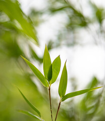 Fototapeta na wymiar bamboo leaves in the sunlight