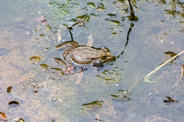 Common brown frog or European grass frog Rana temporaria in a stream with young offspring.