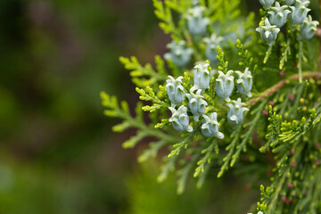 Amazing blue seeds of thuja tree Platycladus orientalis . Platycladus orientalis also known as Chinese thuja or Oriental arborvitae . Selective focus. Interesting nature concept